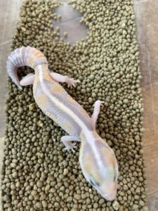 ニシアフリカトカゲモドキ