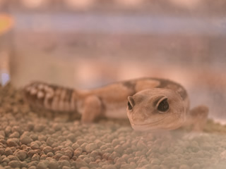 ニシアフリカトカゲモドキ